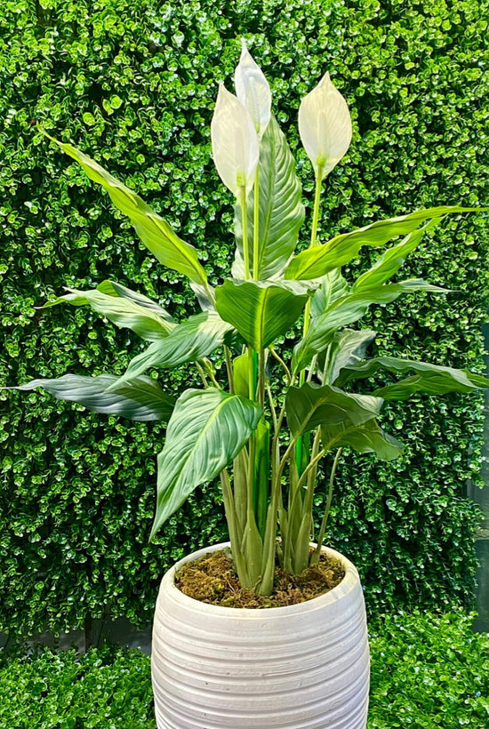 درخت اسپاتی 3 گل